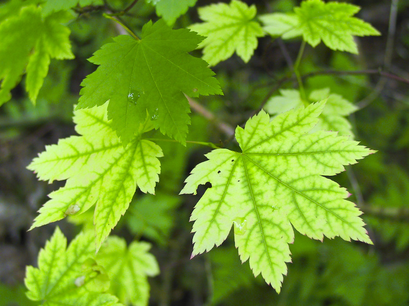 Patterns On Maple Leaf